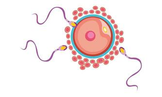 befruktning bearbeta med steg för steg sperma ägg och zygot tolkning cell vektor design,