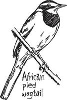 Afrikanische Trauerstelze - Vektor-Illustration Skizze handgezeichnete vektor