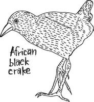 afrikansk svart krake - vektor illustration skiss handritad