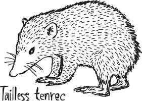 svanslös tenrec - vektor illustration skiss handritad