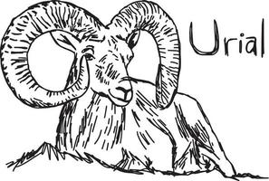 urial med vackert horn - vektor illustration skiss
