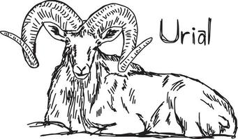 urial med vackert horn - vektor illustration skiss