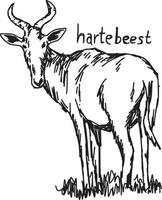 hartebeest - vektor illustration skiss handritad