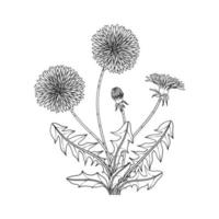 handritad maskros blommig illustration. vektor
