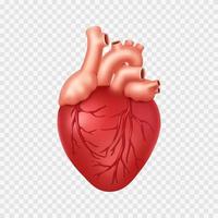 realistisches menschliches Herz vektor