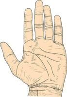 öppen handflatan teckning, hand som visar fem fingrar skiss, linje konst, handflatan hand skiss vektor
