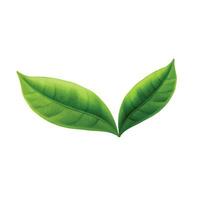 Vektor Grün Tee Blätter Vektor realistisch isoliert auf Weiß