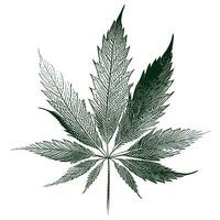 Marihuana Blatt skizzieren Hand gezeichnet im Gekritzel Stil Vektor Illustration