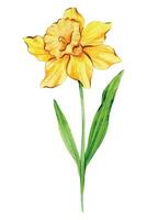 narciss vattenfärg illustration. narciss blomma isolerat på vit. december födelse månad blomma. narciss hand målad vattenfärg botanisk illustration. vektor