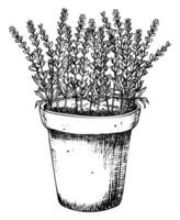 lavendel- provins blommor i lera pott. hand dragen vektor illustration av blomkruka med vild lavandula på vit bakgrund. blommig teckning av bukett i linje konst stil för kort eller inbjudningar