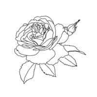 ein Linie Zeichnung von Rose Blume isoliert auf Weiß Hintergrund. Hand gezeichnet skizzieren, Vektor Illustration. dekorativ Element zum Tätowierung, Gruß Karte, Hochzeit Einladung, Färbung Buch