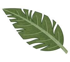 dekorativ tropisch eben Blatt von Monstera. Vektor isoliert natürlich Pflanze Illustration, skizzieren Stil.