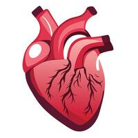 Beispiel von das Mensch Herz medizinisch Lernen Medien vektor