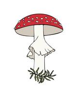 flyga agaric hand dragen Färg skiss, svamp förgiftning. linjär kontur illustration. isolerat, på vit bakgrund. vektor