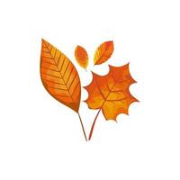 Saison Herbstblätter isolierte Symbol vektor