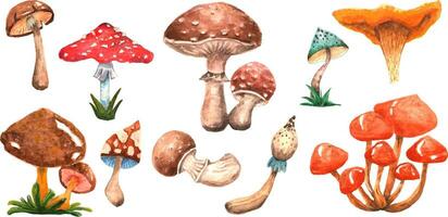 samling av svamp flyga agaric, boletus, boletus, dopping, svamp och andra. du kan skapa din egen sömlös mönster, vykort, mönster och Mer. vektor