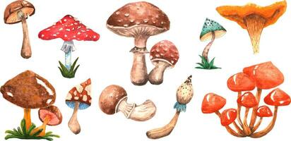 Sammlung von Pilze fliegen Pilz, Steinpilze, Steinpilze, Haubentaucher, Pilze und Andere. Sie können erstellen Ihre besitzen nahtlos Muster, Postkarten, Muster und mehr. vektor