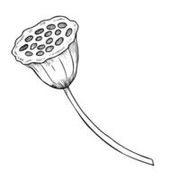 Lotus Pflanze mit Samen. Hand gezeichnet Vektor Illustration auf isoliert Hintergrund von Seerose. botanisch Zeichnung von Lilie zum Spa oder Zen natürlich Design im Linie Kunst Stil. skizzieren von exotisch asiatisch Kraut