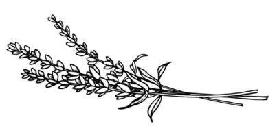 bukett av lavendel- blommor. hand dragen vektor illustration av provence örter på isolerat bakgrund. teckning för hälsning kort eller bröllop inbjudningar i linje konst stil. graverat blommig skiss