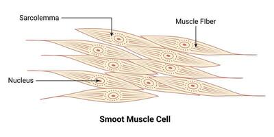 smoot muskel cell vektor illustration design diagram