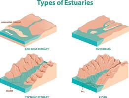 illustration av flodmynningar typer diagram vektor