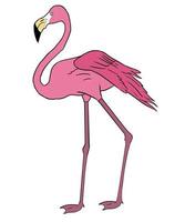 handritad rosa flamingofågel vektorillustration vektor