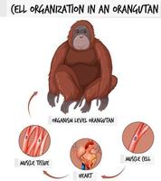 Diagramm, das die Zellorganisation in einem Orang-Utan zeigt vektor