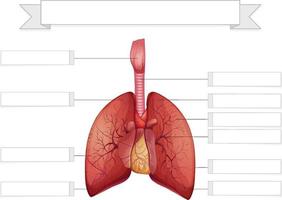 Aufbau der Arbeitsblattvorlage Lunge vektor