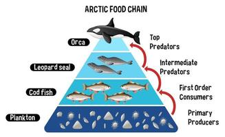 diagram som visar arktisk livsmedelskedja för utbildning vektor