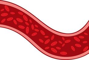 rote Blutkörperchen fließen durch Venen vektor