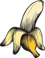 geöffnete Banane Vintage graviert vektor