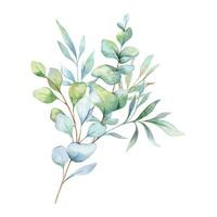 eukalyptus vattenfärg illustration. eukalyptus grönska hand målad isolerat på vit bakgrund. perfekt för bröllop inbjudningar, blommig etiketter, brud- dusch och blommig hälsning kort vektor