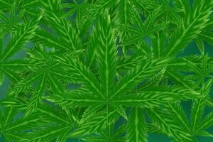 realistisch Grün Cannabis Blatt Droge Marihuana Kraut hintergrund.kreativ natürlich Marihuana Cannabis.medizinisch organisch Grün Pflanze Hintergrund im web-page.template Rahmen dekoriert.Vektor Abbildung.eps10 vektor