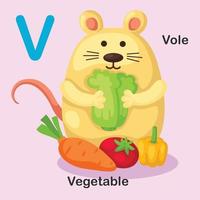 Abbildung isoliert Tier Alphabet Buchstaben V-Wühlmaus, Gemüse vektor