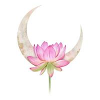 Rosa Lotus und Rosa Mond. Blumen- Halbmond Mond. Aquarell Illustrationen. esoterisch Zeichen und Symbole. isoliert. minimalistisch Illustration zum Design, drucken, Stoff oder Hintergrund. vektor