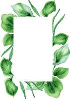 Rahmen von plantago Laubblatt medizinisch Pflanze Aquarell Illustration isoliert auf Weiß Hintergrund. Wegerich, Grün Blätter, Kraut, Flohsamen Hand gezeichnet. Design zum Etikett, Paket, Postkarte, Vorlage vektor