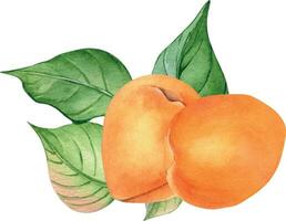 vattenfärg illustration med hela aprikoser, gul frukt med löv isolerat på vit bakgrund. orange frukter, persika, nektarin hand ritade. design element för paket, märka, kök, kokbok vektor