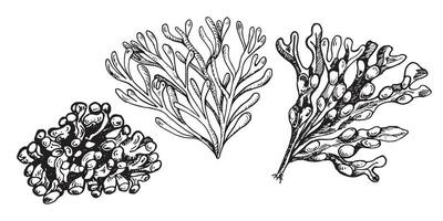 vektor hav växt bläck hand dragen illustration isolerat på vit bakgrund. enda lithotamnia, agar agar, ascophyllum tång svart vit linje. design element för paket, märka, omslag, handel.
