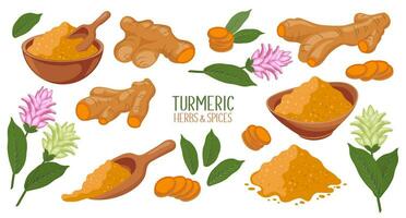 Kurkuma Symbole Satz. trocken Kurkuma Pulver, Kurkuma Wurzeln, Scheiben und Blumen. Kräuter und Gewürze. Curcumin. botanisch Illustration, Vektor