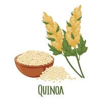 uppsättning av quinoa korn och spikelets. quinoa växt, quinoa korn i en tallrik. lantbruk, mat, design element, vektor