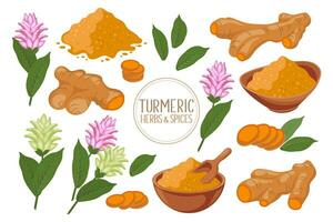 gurkmeja ikoner uppsättning. torr gurkmeja pulver, gurkmeja rötter, skivor och blommor. örter och kryddor. curcumin. botanisk illustration, vektor