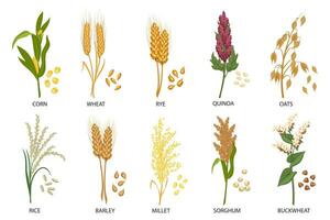 uppsättning av spannmål, spannmål växter. vete, råg, havre, ris, bovete, majs, quinoa, durra, korn, hirs, spikelets. skörda, lantbruk. illustration, vektor
