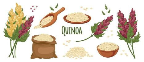 uppsättning av quinoa korn och spikelets. quinoa växt, quinoa korn i en tallrik, sked och väska. lantbruk, mat, design element, vektor