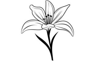 linje konst vanilj blomma illustration, vanilj blomma skiss bläck vektor illustration.