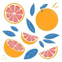 Grapefruit Vektor Illustration Satz, eben Clip Kunst