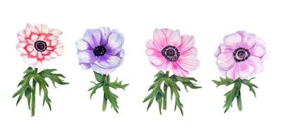 uppsättning med anemoner. blommor med löv. vattenfärg illustration. för skapa kort, inbjudan vektor