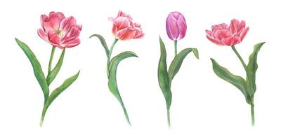 Rosa Tulpen auf Stengel mit Blätter. Aquarell Frühling Illustration von Blumen zum Blumensträuße.. vektor