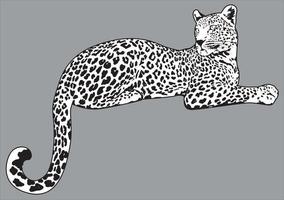 Leopard-Vektor-detaillierte Darstellung. Jaguar-Zeichnung