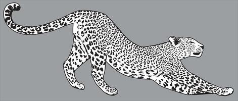 leopard vektor detaljerad illustration. jaguar ritning