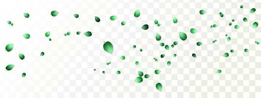 ört- vektor med örtartad mynta löv på en transparent bakgrund. vår grön kalk eller te löv.flygande grönaktig löv i de vind.